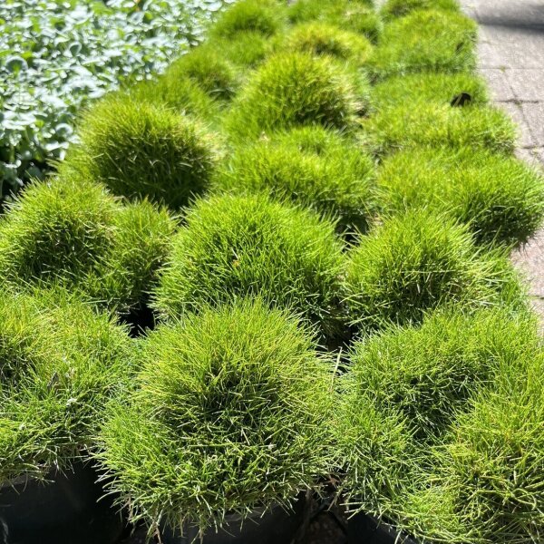 Zoysia Tenuifolia No Mow Grass Nursery Sunshine Coast