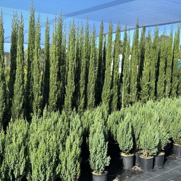 Pencil Pine Cupressus sempervirens 'Glauca': Nursery Sunshine Coast