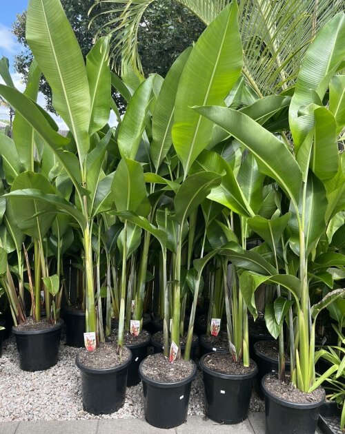 Heliconia's Sunshine Coast | Indoor & Outdoor Plants: Nursery Sunshine ...