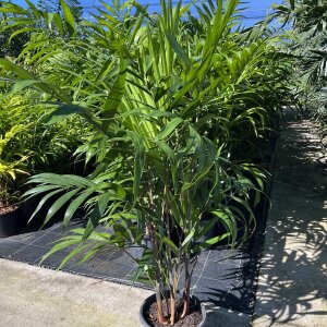 Blue Cane Palms Sunshine Coast: Nursery Sunshine Coast